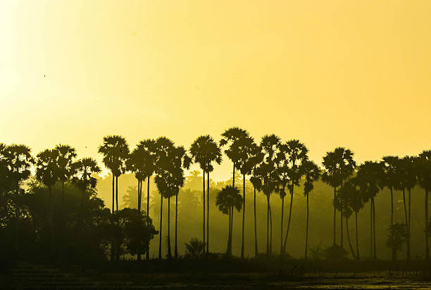 Palm trees in Jaffna Sri Lanka